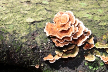 Layered Mushroom